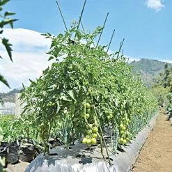 Knotty Takiron Green Steel Stakes, 7/16"x 6', Bundle Of 10 12 Knotty Takiron Green Steel Stakes, 7/16"x 6', Bundle Of 10 -Garden Outdoor 116tsk 5