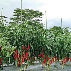 Knotty Takiron Green Steel Stakes, 7/16"x 6', Bundle Of 10 13 Knotty Takiron Green Steel Stakes, 7/16"x 6', Bundle Of 10 -Garden Outdoor 116tsk 6