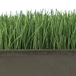 Turf Type Tall Fescue, 5 Lb Bag -Garden Outdoor attf5 2 1