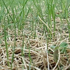 Curlex I Blanket Single Net Up To 2 1 Slope Green -Garden Outdoor c4101 growth