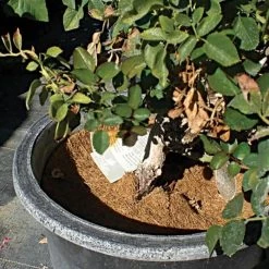 Coco Weed Guards, 15-Centimeter Diameter, Case Of 850 -Garden Outdoor cd15a 3