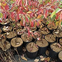 Coco Weed Guards, 44-Centimeter Diameter, Case Of 50 -Garden Outdoor cd44a 2