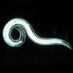 Double-Death Nematodes, 1 Million Count