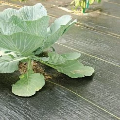 3.2oz. Premium Woven Ground Cover 3ft X 300ft 9 3.2oz. Premium Woven Ground Cover 3ft X 300ft -Garden Outdoor gc33 cabbage 5.2.23 1