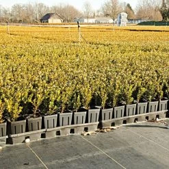 3.2oz. Premium Woven Ground Cover 4ft X 300ft -Garden Outdoor gc43 field 5.2.23 2 1 1