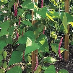 Hortonova Trellis Netting, 4 Feet X 3,280 Feet -Garden Outdoor htn43280 16