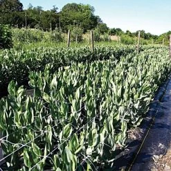 Hortonova Trellis Netting, 4 Feet X 3,280 Feet -Garden Outdoor htn43280 19