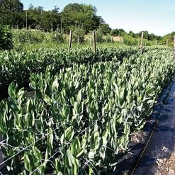 Hortonova Trellis Netting, 4 Feet X 3,280 Feet -Garden Outdoor htn43280 6