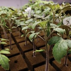 OASIS Grower Solutions Horticubes XL Foam Medium, 276 Cell -Garden Outdoor rc104 4 4