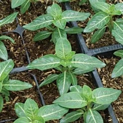 Rice Hull Bale, 90 Cubic Feet -Garden Outdoor rhb 3