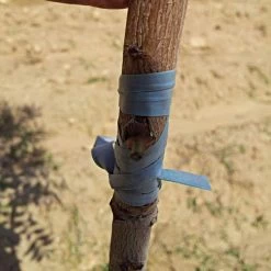 Rubber Budding/Grafting Strips, 4 Inches X 1/4 Inches, .016-Gauge, 2-Pound Bag -Garden Outdoor rs42516 2 1