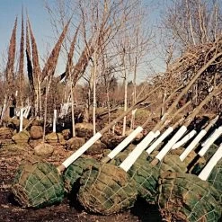 Corrugated Plastic Tree Guards, Bundle Of 25 -Garden Outdoor vp cptg burlap trees