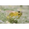 BioBee BioEretmocerus Whitefly Control