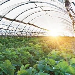 Poly Grow Uvairad Sunsaver, 4Yr, 6Mil Clear 48' X 80'