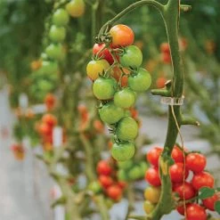 Tomato Clips 250 Count -Garden Outdoor vp tomclip 1