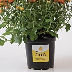 Sunlight Requirement Adhesive Labels 4 In X 2 In 11 Sunlight Requirement Adhesive Labels 4 In X 2 In -Garden Outdoor vp ul20xx 4