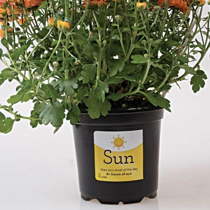 Sunlight Requirement Adhesive Labels 4 In X 2 In 5 Sunlight Requirement Adhesive Labels 4 In X 2 In - Image 5