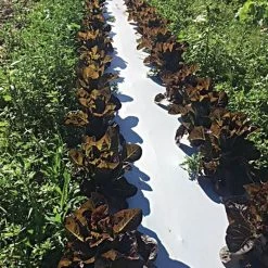 White/Black Mulch Film, 1 Mil, 48" X 4000' 5 White/Black Mulch Film, 1 Mil, 48" X 4000' -Garden Outdoor wb481 2