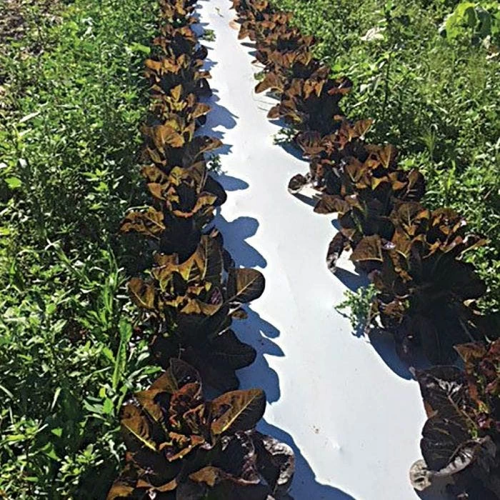 White/Black Mulch Film, 1 Mil, 48" X 4000' 3 White/Black Mulch Film, 1 Mil, 48" X 4000' - Image 3