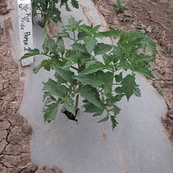 Biodegradable Paper Mulch, 4 Feet By 100 Feet -Garden Outdoor wg48100f 3