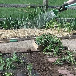 Biodegradable Paper Mulch, 4 Feet By 100 Feet -Garden Outdoor wg48100f 5