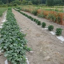 Biodegradable Paper Mulch, 4 Feet By 100 Feet -Garden Outdoor wg48100f 7